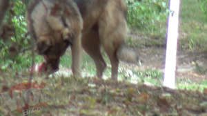 Maidanezul din Parcul Tei, cu un os in gura