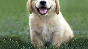 Un bărbat de 59 de ani din Cluj, acuzat că a făcut sex cu o cățelușă