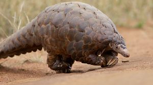 Animal coronavirus. Ce este pangolinul, animalul de la care ar fi pornit virusul mortals. Ce este pangolinul, animalul de la care ar fi pornit virusul mortal