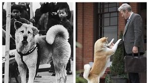 14 imagini rare cu Hachiko, cel mai devotat câine din lume