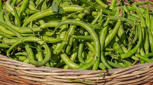 Mazare toxica pentru organism