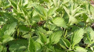 Ce nu stiai despre urzici. Beneficiile uimitoare ale urzicilor