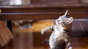 De ce iubim pisicile. Cum a salvat o pisică viața unui om