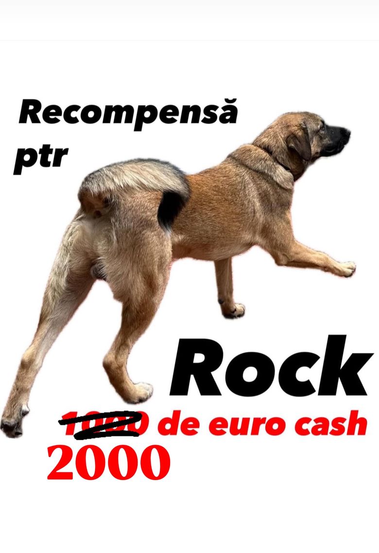 cainele lui codin maticiuc recompensa