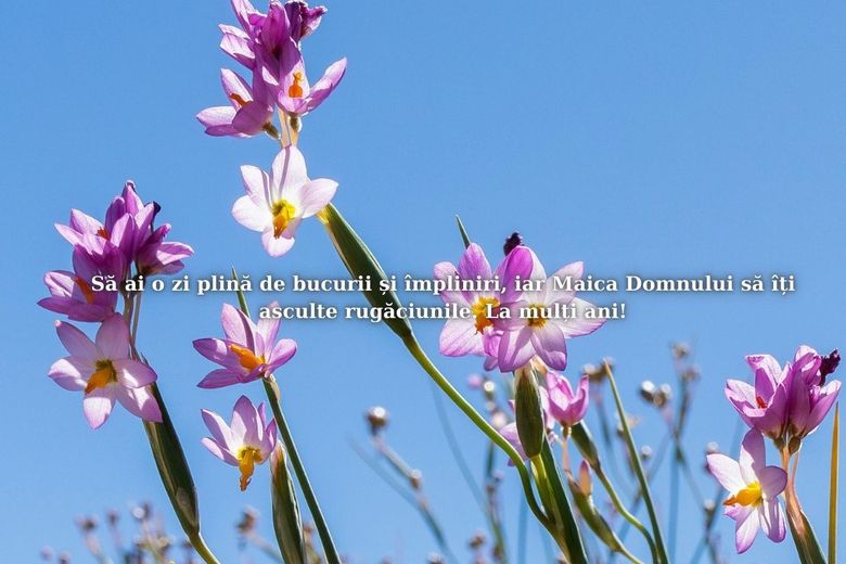Mesaje și urări