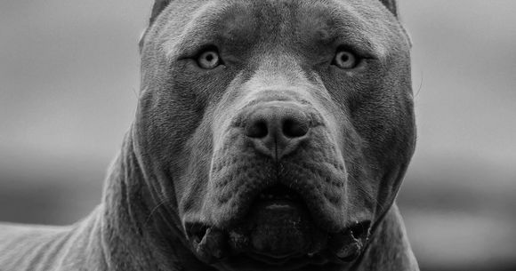 American Bully