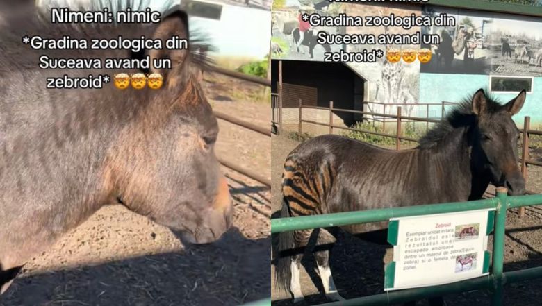 Zebroid 