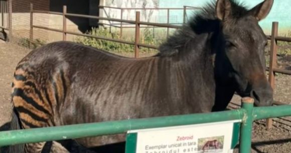Zebroid 
