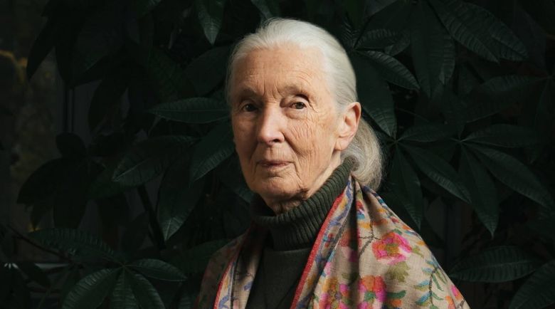 Jane Goodall 
