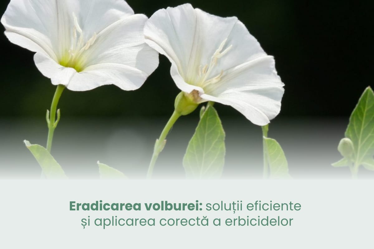 (P) Eradicarea volburei: soluții eficiente și aplicarea corectă a erbicidelor