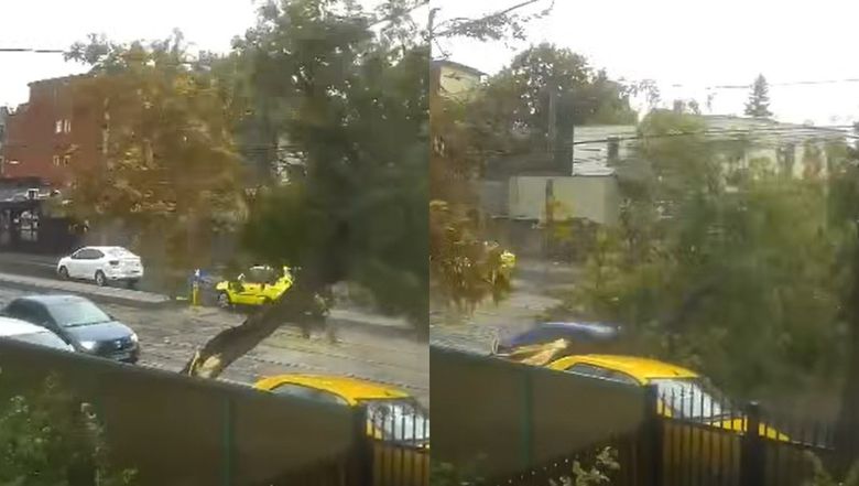 Copac căzut peste o mașină București