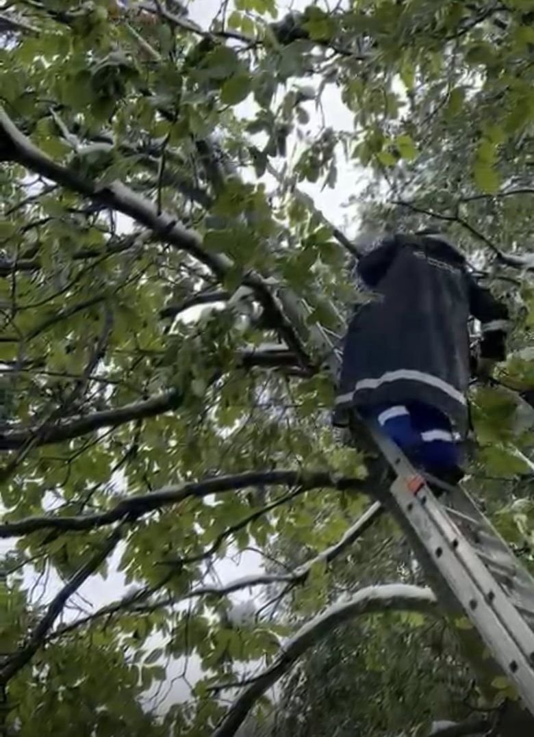 Copaci căzuți peste stâlpii de electricitate