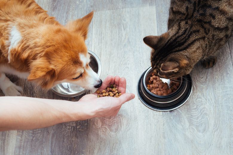 amenzi animale de companie în apartament