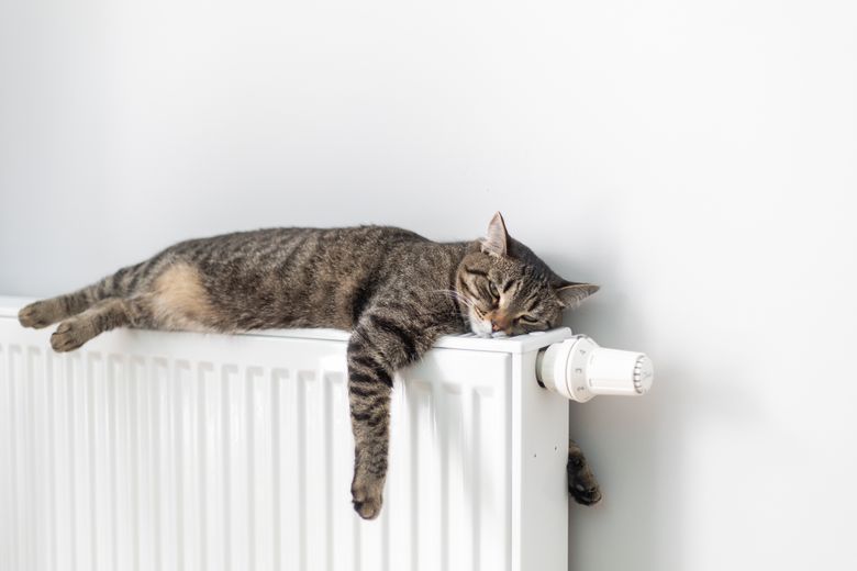 amenzi animale de companie în apartament