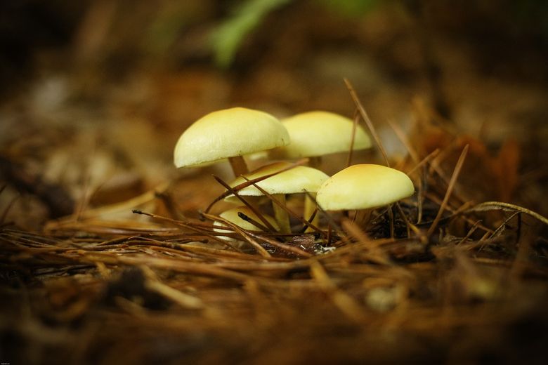 Tânăra se afla la cules de ciuperci Ciuperci