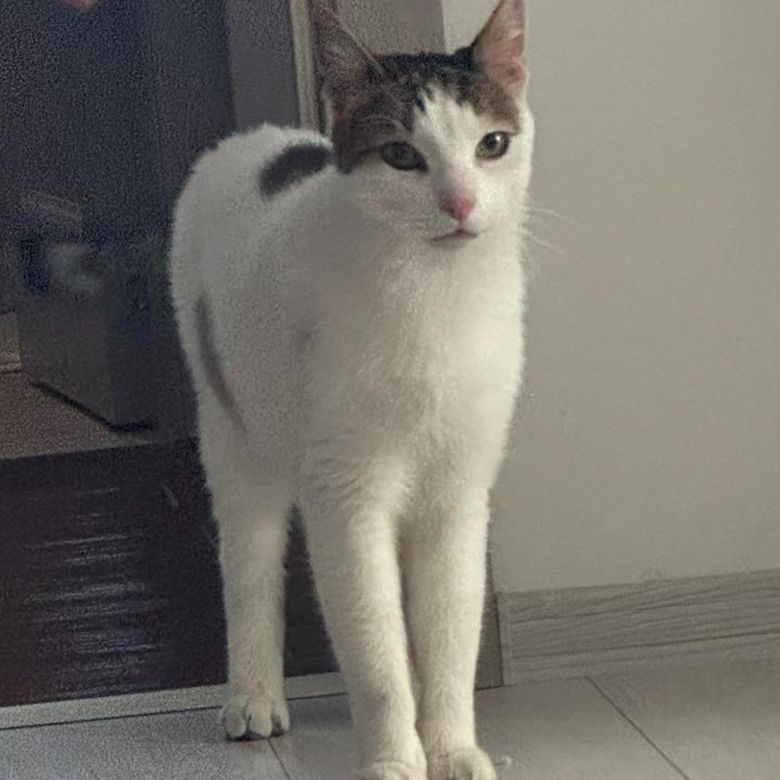 El este motanul Thomas Motan Thomas