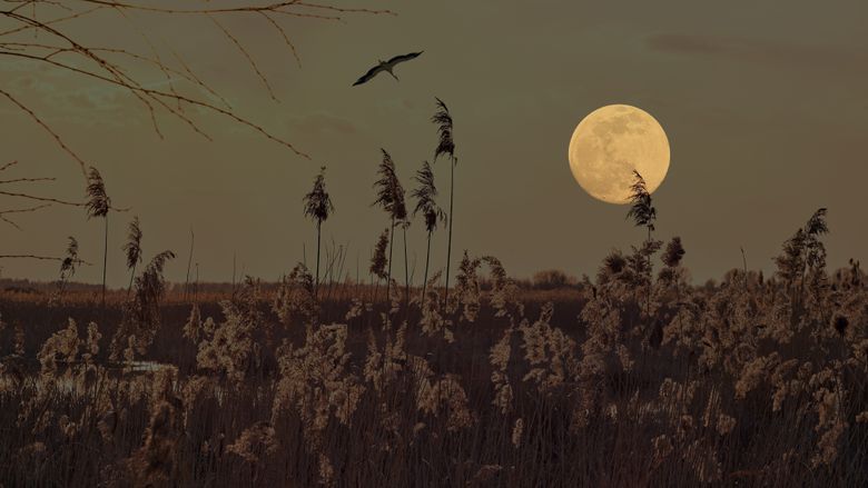 Când și cum poate fi observată Superluna Castorului Superluna Castorului