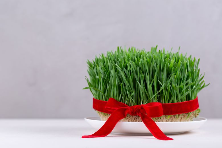 De ce aleg să pună românii grâu la încolțit în ajunul Sfântului Andrei?