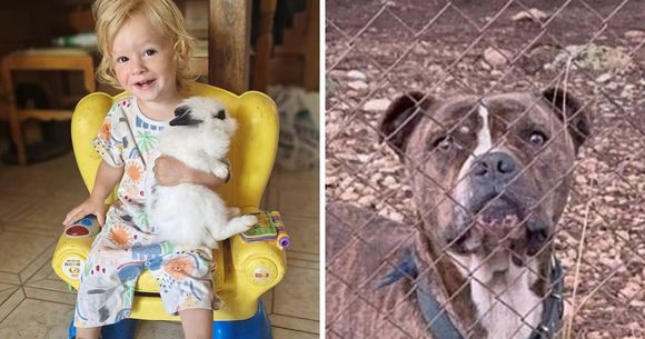 colaj copil ucis de caine