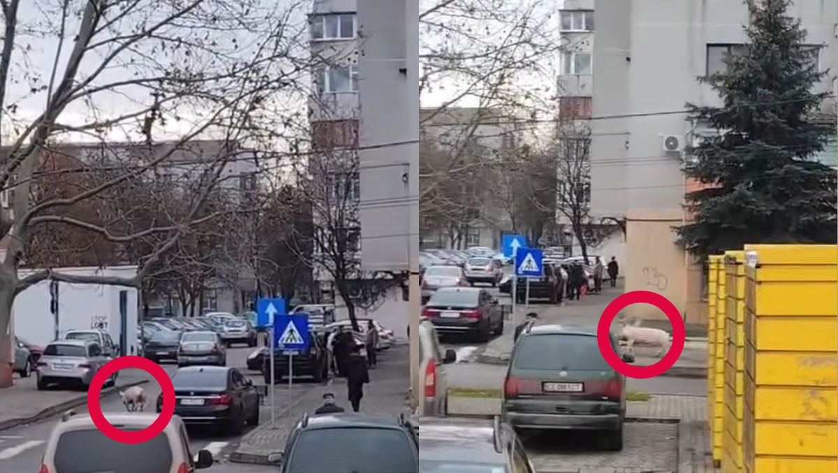 Momentul în care un porc „evadat” de la o tarabă fuge haotic pe străzile din Vaslui. Videoclipul a ajuns viral