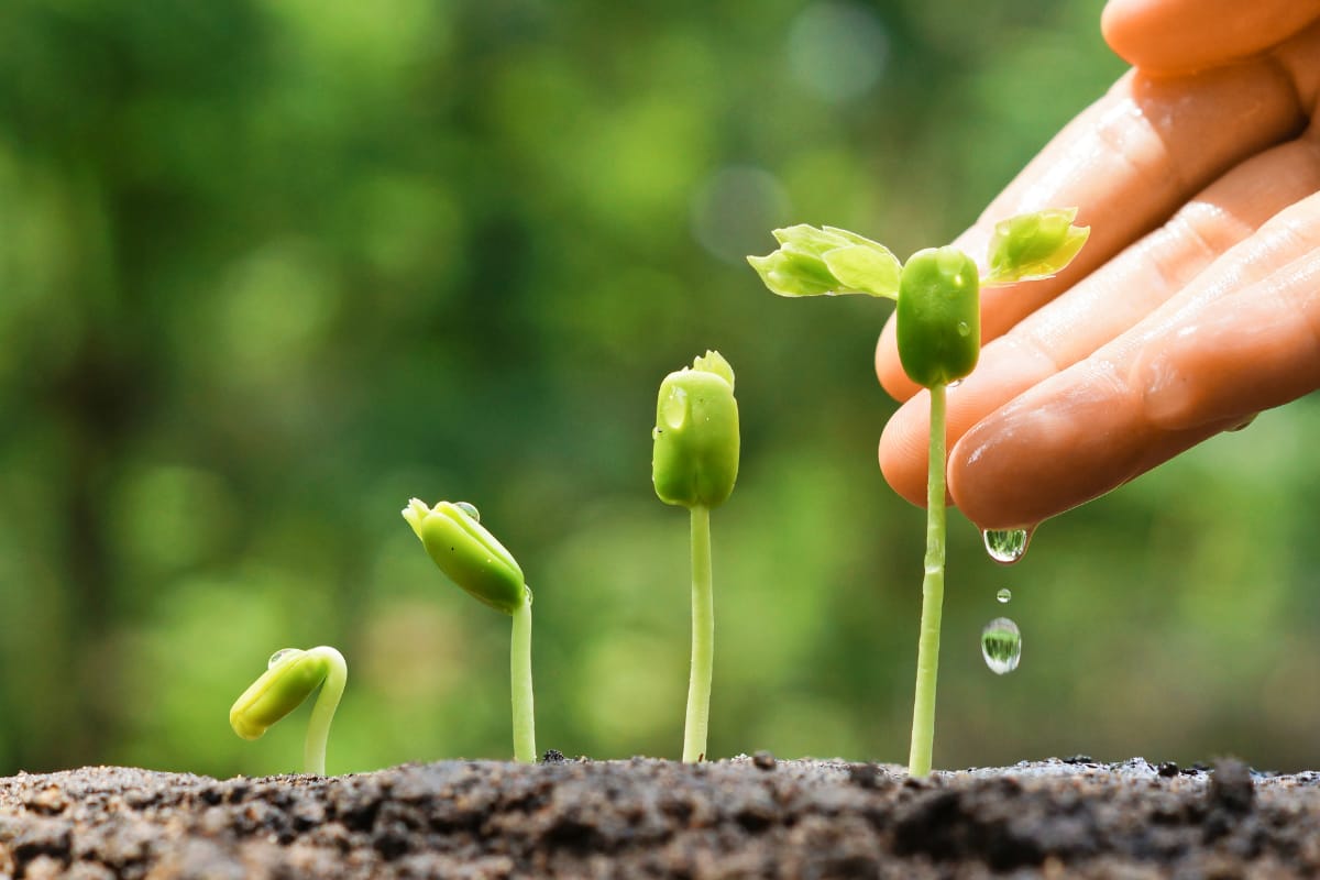 Botaniștii - mai mult decât o fitofarmacie din București, un ecosistem pentru pasionații de plante