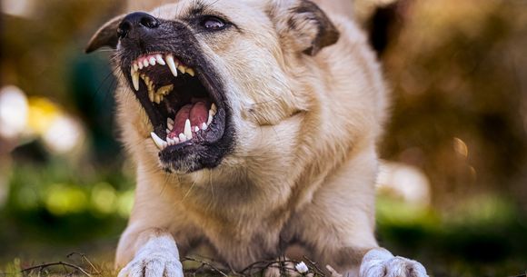 copil muscat de caine 