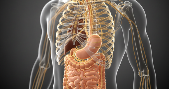 Intuiția reflectă intuiția modelată de biologie, experiență și semnalele care leagă creierul de corp &icirc;n decizii rapide sub presiune acum.