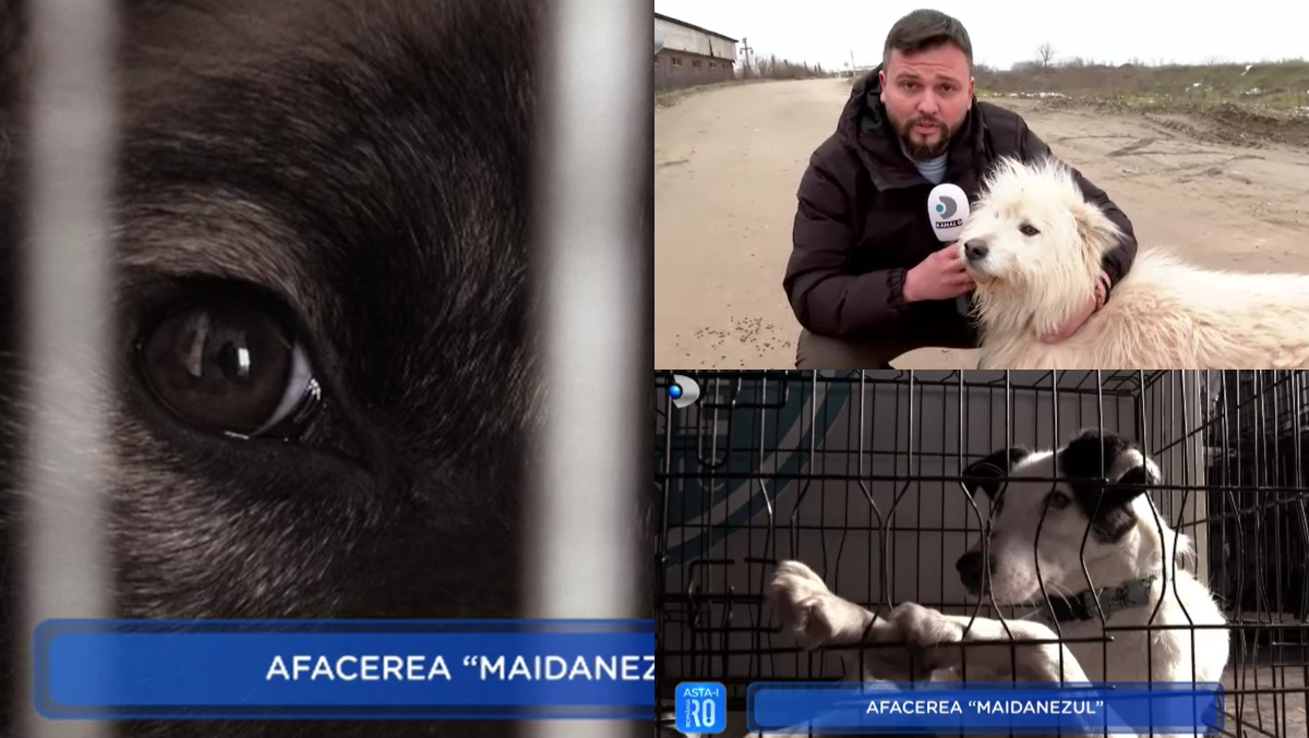 Afacerea „Maidanezul”. Aproximativ 15.000 de câini și-au găsit sfârșitul în lagărul din Suraia. Singura soluție stă în schimbarea legii