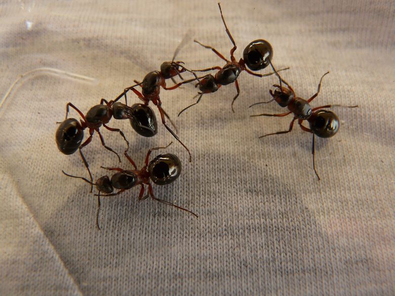 Un bărbat a fost reținut pe un aeroport după ce autoritățile au descoperit peste 2.000 de furnici africane ascunse în bagaj