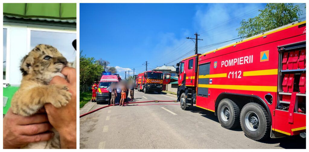 Singurul ligru din Romania și-a pierdut viața în urma incendiului izbucnit la o grădină zoologică improvizată din Suceava