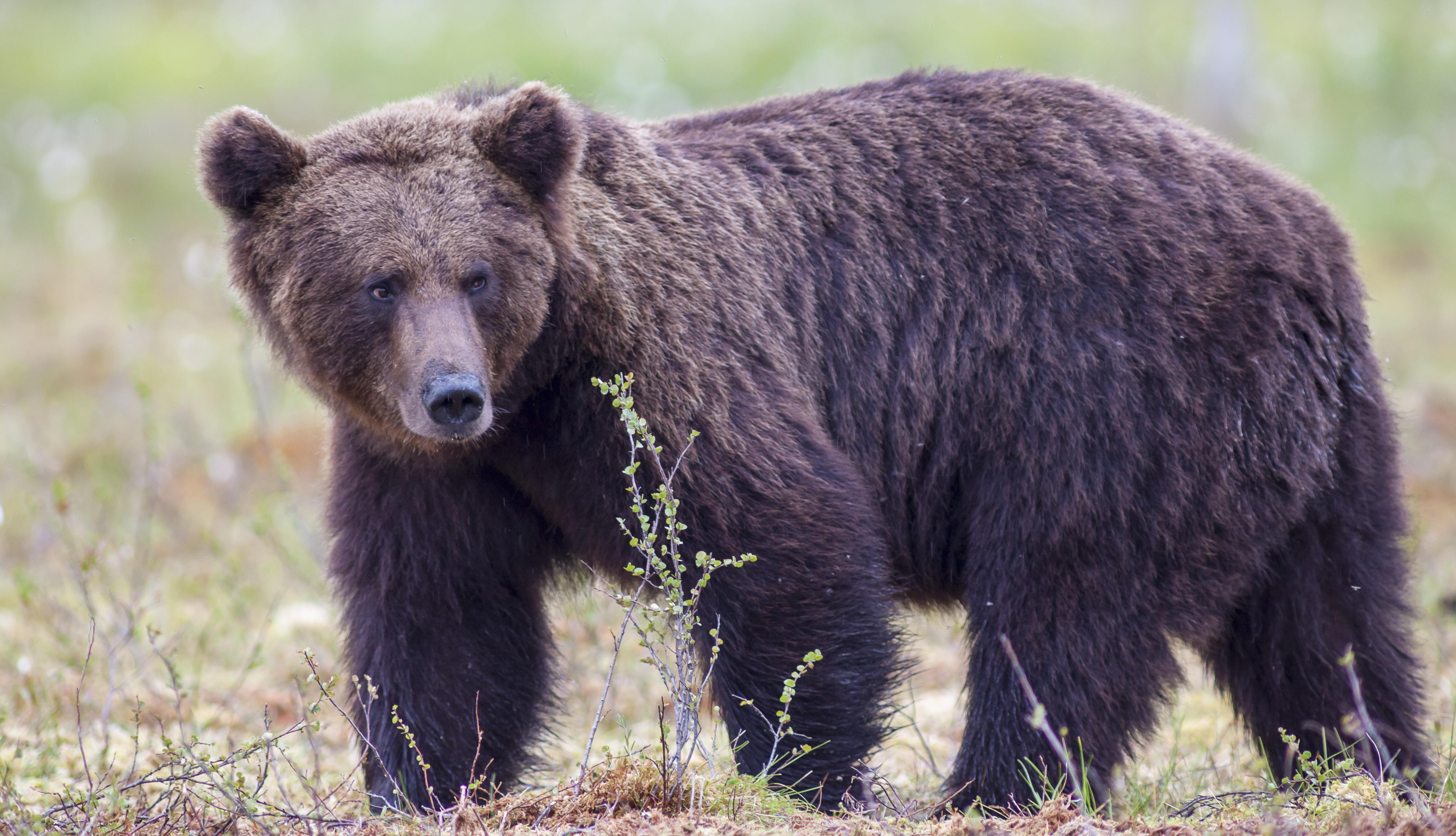 O femeie din Bistrița-Năsăud s-a stins din viață după ce a fost sfâșiată de urs. Mergea să aibă grijă de animalele familiei
