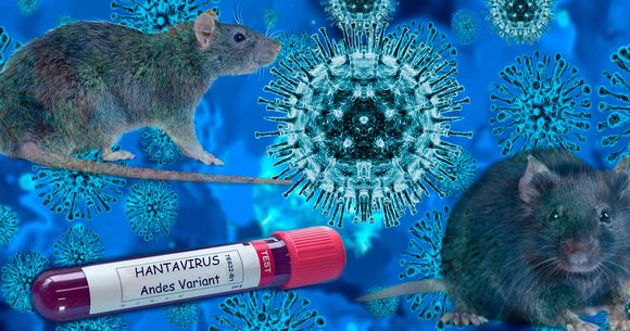 Hantavirus