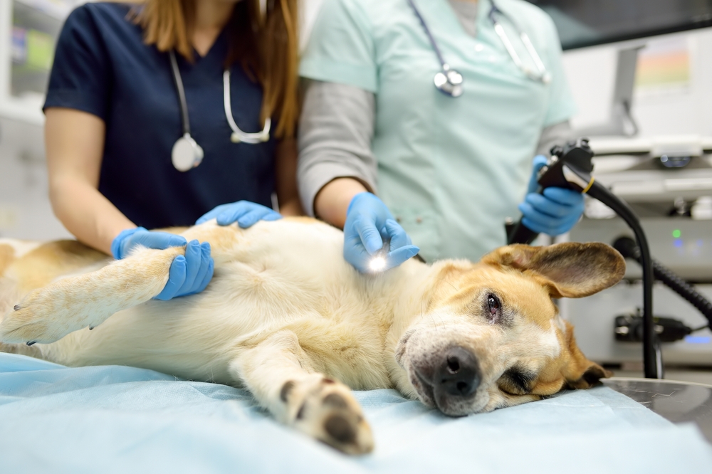 (P) Top 5 afecțiuni diagnosticate prin endoscopie la animalele de companie
