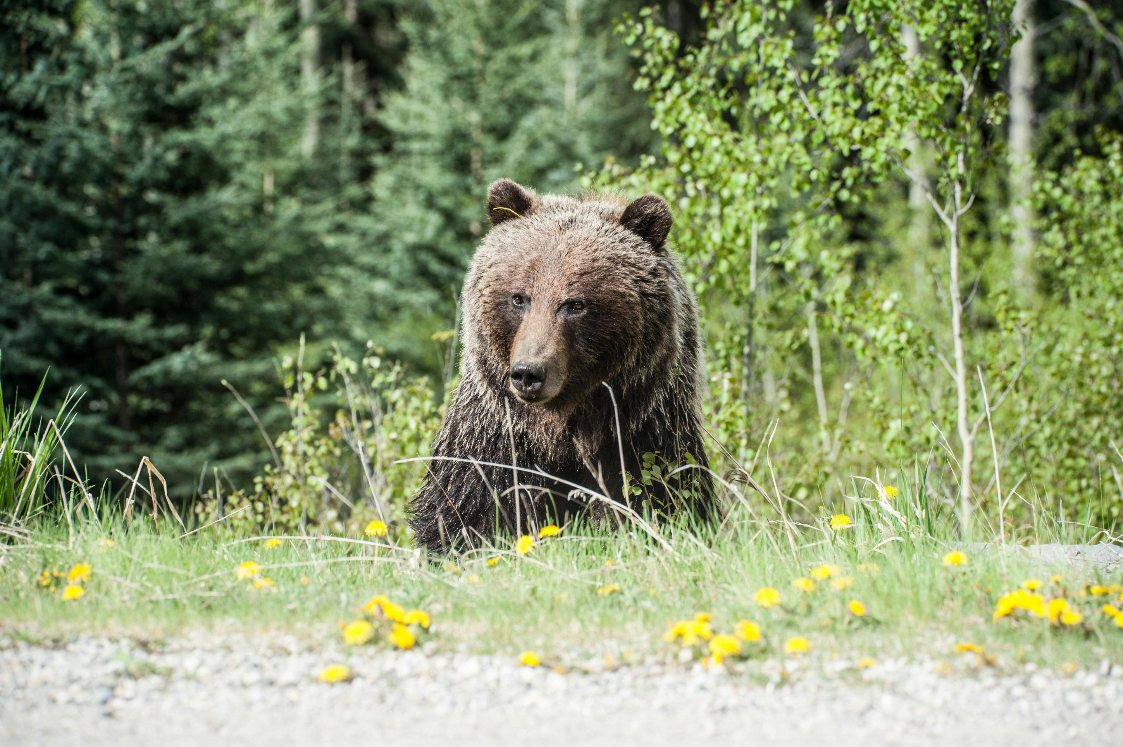 Un turist de 45 de ani a fost mușcat de un urs, pe Transfăgărășan! În ce stare se află bărbatul