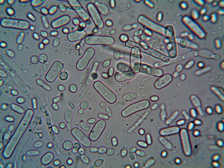 Bacterie