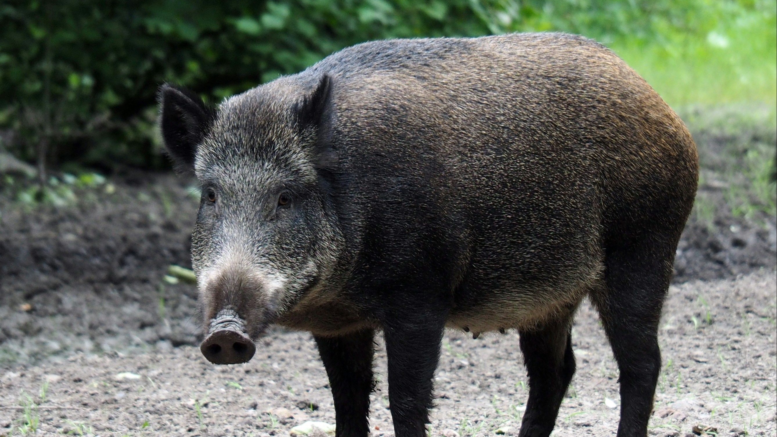 Mesaj RO-Alert în Pipera, după ce un porc mistreț a fost observat pe stradă! Autoritățile le recomandă oamenilor să evite zona