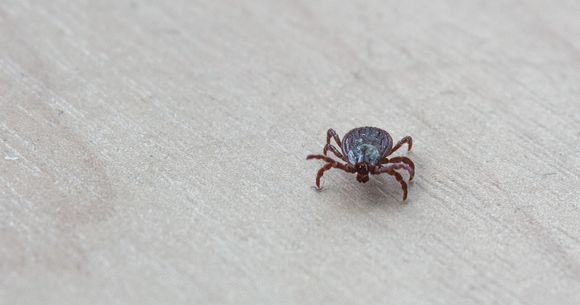 Evoluții &icirc;ngrijorătoare &icirc;n ceea ce privește boala Lyme.