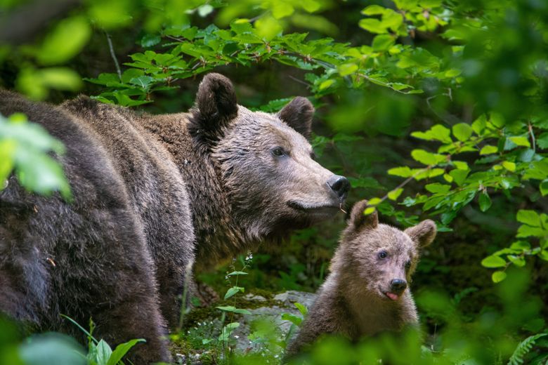 Un bărbat de 68 de ani din județul Covasna a fost găsit fără viață în apropierea unei păduri, lângă ferma unde lucra. 