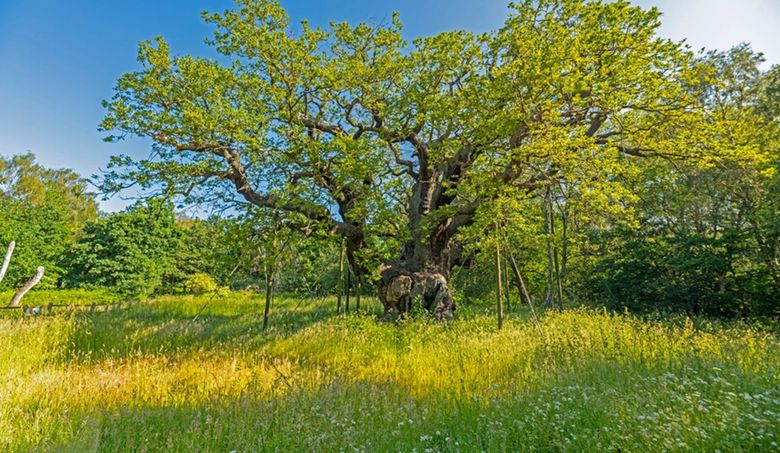 Stejarul „Major Oak” din Pădurea Sherwood, considerat adăpostul legendarului Robin Hood, a murit în această primăvară 