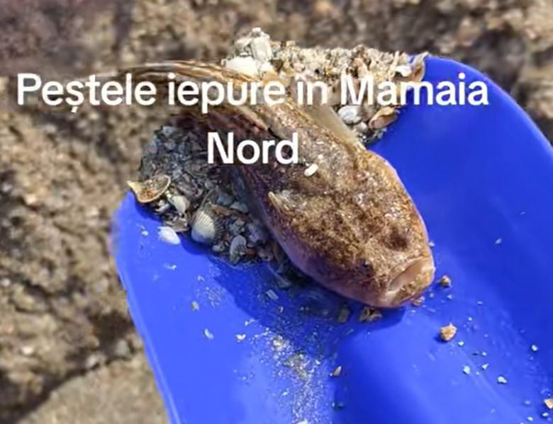 Pește Mamaia Nord