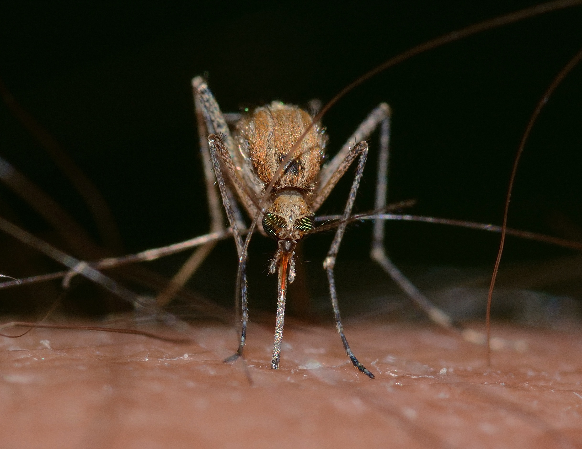 INSP anunță bilanțul infecțiilor cu virusul West Nile: 8 cazuri și două decese în acest sezon