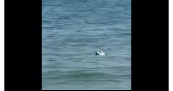 Dronă găsită &icirc;n apele din Mamaia
