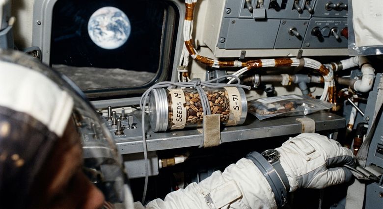 Copacii lunari au început ca semințe obișnuite transportate în spațiu în timpul misiunii Apollo 14, creând o moștenire vie a NASA care încă leagă.