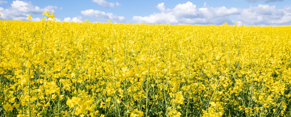 (P) Protecția plantelor în agricultura intensivă: decizii tehnice cu impact economic 