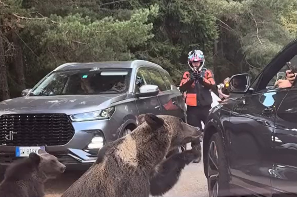 VIDEO Momentul în care un turist este la un pas să fie sfâșiat de o ursoaică, pe Transfăgărășan. Bărbatul a încercat să hrănească animalul pe geam