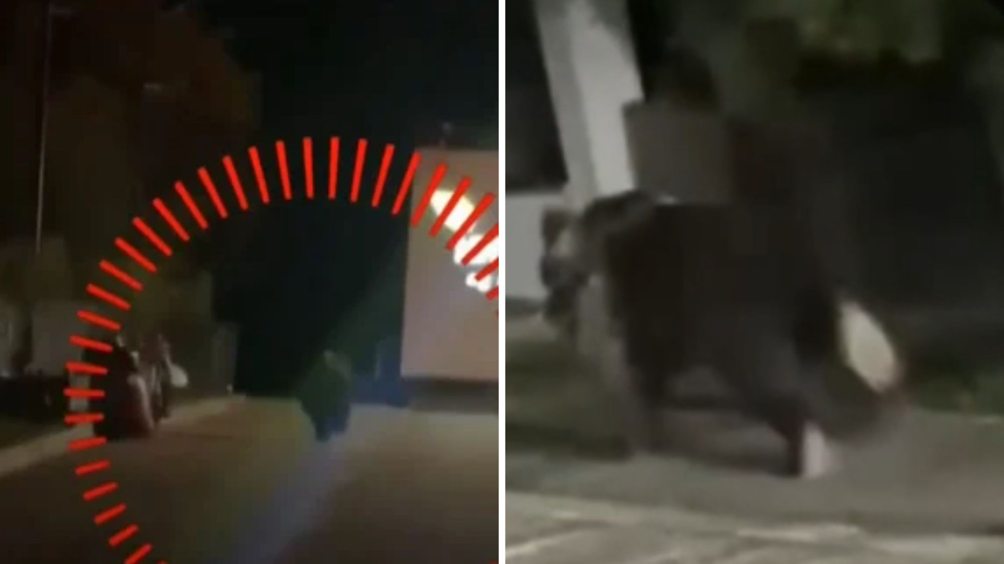 Doi bărbați au fost sfâșiați de urs, în județul Maramureș! În ce stare au fost aduși cei doi la spital