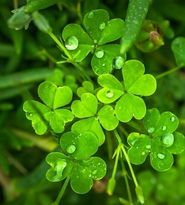 Superstitii romanesti despre noroc: ce sa faci ca sa ai noroc!