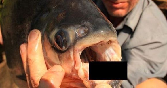 INFIORATOR: A INCREMENIT de spaima cand a vazut ce se afla in gura unui peste pe care l-a prins! Puteam sa mor daca nu eram atent