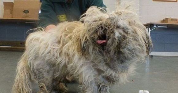 HORROR: Au gasit cainele din imagine intr-o stare DEPLORABILA! Vezi ce TRANSFORMARE ULUITOARE a suferit FOTO