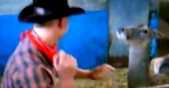 RAZI de mori! CUM l-a batut o CAPRIOARA pe un cowboy care se dadea mare in fata prietenilor